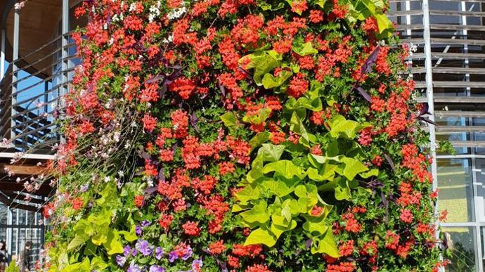 Incontournable de tous les villages alsaciens : la pyramide de géraniums lierres, valeur sûre même en cas de sécheresse et de canicule. Ici associée à de la misère violette et de l’ipomée. Aux jardins du Pflixbourg, à Wintzenheim (68).
